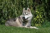 SIBERIAN HUSKY 931